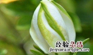 栀子花有花苞时可以喷洒清水吗 栀子花苞能喷水吗