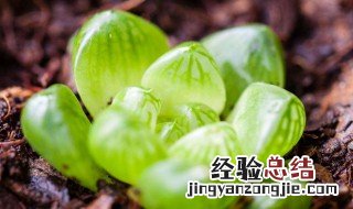 夏天不休眠的多肉有哪些 夏天不休眠的多肉