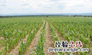 唑草酮除草剂除什么草 大家可以了解一下