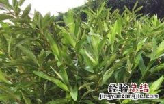叠鞘石斛的功效与作用 叠鞘石斛的功效和作用