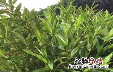 叠鞘石斛的功效与作用 叠鞘石斛的功效和作用