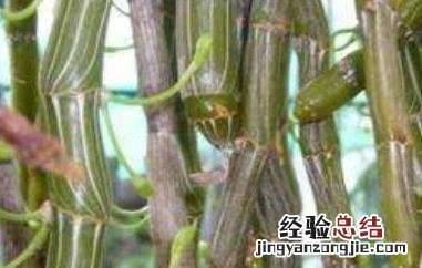 叠鞘石斛的功效与作用 叠鞘石斛的功效和作用
