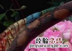 玫瑰纯露有淡斑祛斑的作用吗 玫瑰纯露的功效与作用