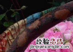 玫瑰纯露有淡斑祛斑的作用吗 玫瑰纯露的功效与作用