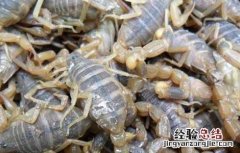 蝎子泡酒的功效与作用