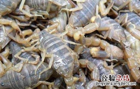 蝎子泡酒的功效与作用