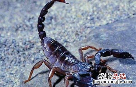 蝎子泡酒的功效与作用