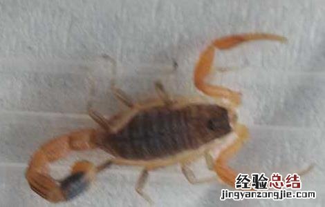 蝎子泡酒的功效与作用