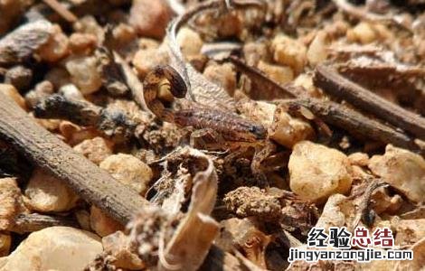 蝎子泡酒的功效与作用