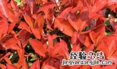 红叶石楠开花是什么原因 红叶石楠开花是什么原因呢