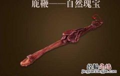 鹿鞭的功效与作用及吃法 鹿鞭的功效与作用吃法百度百科