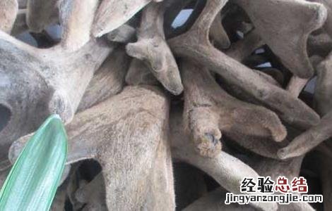马鹿茸的功效与作用