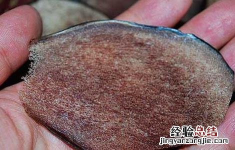 马鹿茸的功效与作用