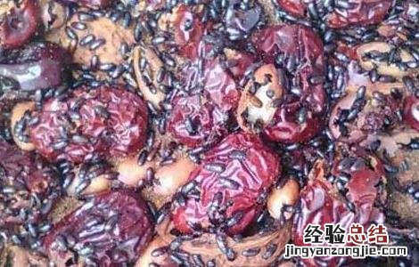 九龙虫的功效与吃法 九龙虫的功效与吃法百度百科