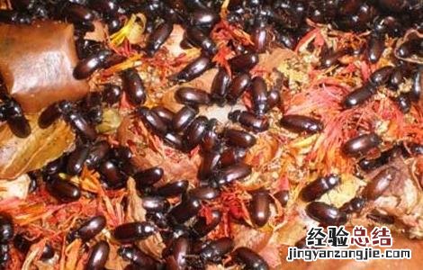九龙虫的功效与吃法 九龙虫的功效与吃法百度百科