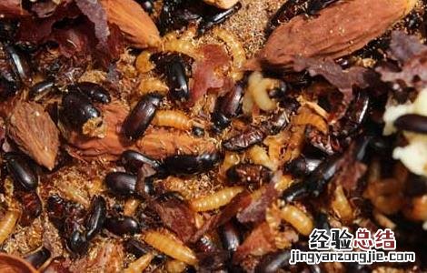 九龙虫的功效与吃法 九龙虫的功效与吃法百度百科