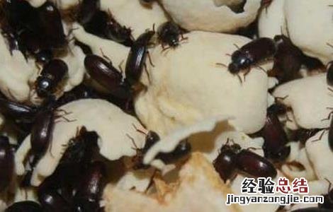 九龙虫的功效与吃法 九龙虫的功效与吃法百度百科