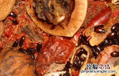 九龙虫的功效与吃法 九龙虫的功效与吃法百度百科