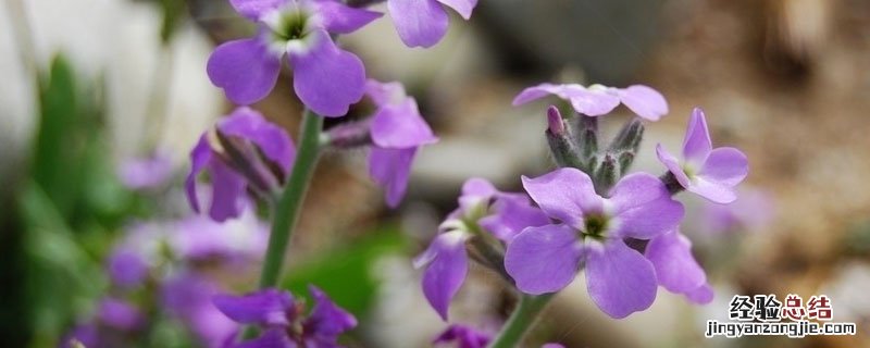 苜蓿草开什么颜色的花 苜蓿草开什么花