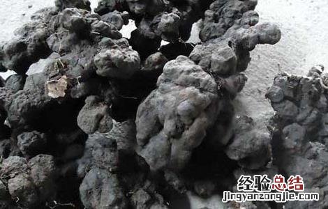 猪苓的功效与作用 猪苓的功效与作用禁忌