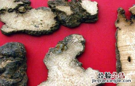 猪苓的功效与作用 猪苓的功效与作用禁忌