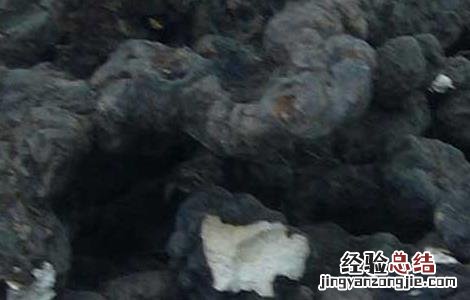 猪苓的功效与作用 猪苓的功效与作用禁忌