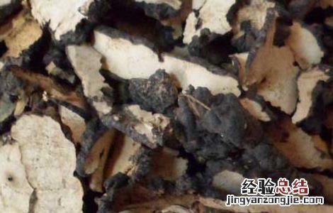 猪苓的功效与作用 猪苓的功效与作用禁忌