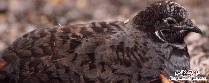 鹌鹑养殖成本和利润,附鹌鹑养殖的优点