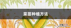 菜苗怎么栽 菜苗种植方法