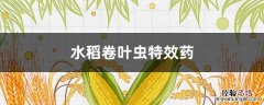 水稻卷叶虫特效药 水稻卷叶虫特效药配方见效快的