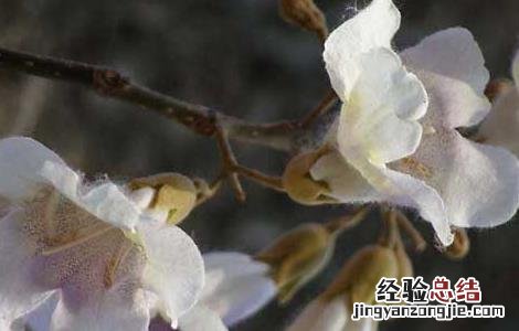 泡桐花的功效与作用 泡桐花的作用与药用功效