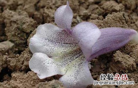 泡桐花的功效与作用 泡桐花的作用与药用功效