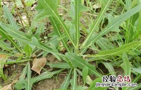 苣荬菜的功效与作用 苣荬菜的功效与作用,苣荬菜的副作用