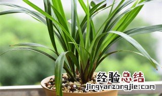 兰花为什么不能随便送人 养兰花的禁忌