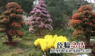 什么树可以嫁接菊花盆栽 什么树可以嫁接菊花