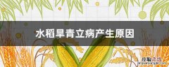 水稻旱青立枯病 水稻旱青立病产生原因