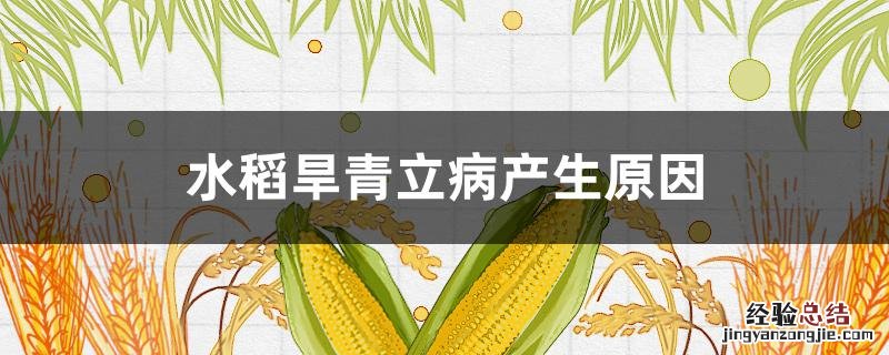 水稻旱青立枯病 水稻旱青立病产生原因