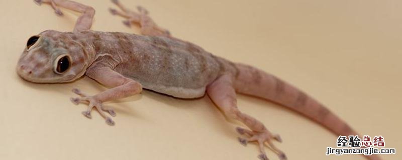 壁虎养殖前景如何 壁虎养殖前景及销路