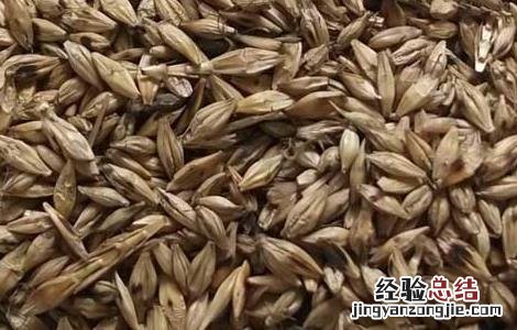 麦芽的功效与作用及禁忌 麦芽的功效与作用
