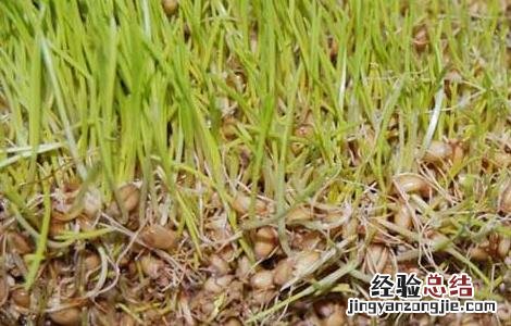 麦芽的功效与作用及禁忌 麦芽的功效与作用