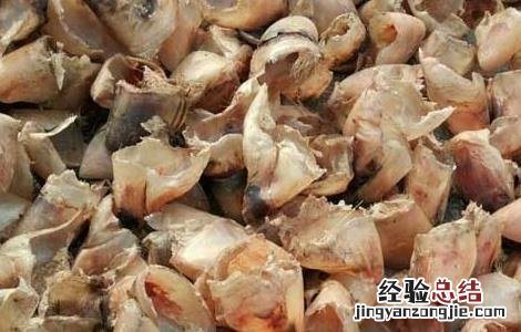 猪蹄甲的功效与作用 猪蹄甲的功效与作用能治什么