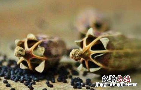 罂粟壳的功效与作用