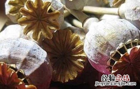 罂粟壳的功效与作用
