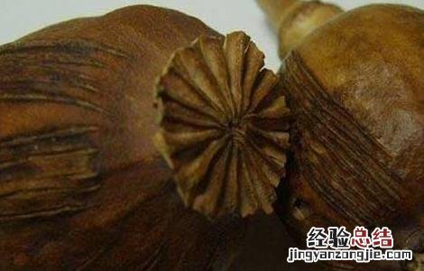 罂粟壳的功效与作用