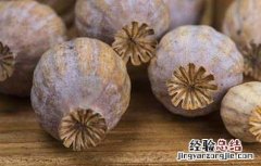 罂粟壳的功效与作用