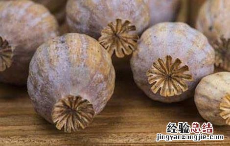 罂粟壳的功效与作用