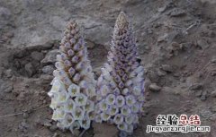 肉苁蓉有什么副作用 肉苁蓉有什么副作用与禁忌