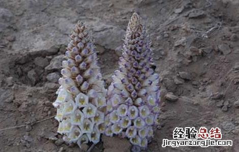 肉苁蓉有什么副作用 肉苁蓉有什么副作用与禁忌