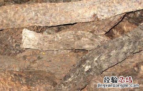 肉苁蓉有什么副作用 肉苁蓉有什么副作用与禁忌