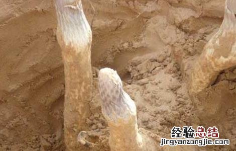 肉苁蓉有什么副作用 肉苁蓉有什么副作用与禁忌